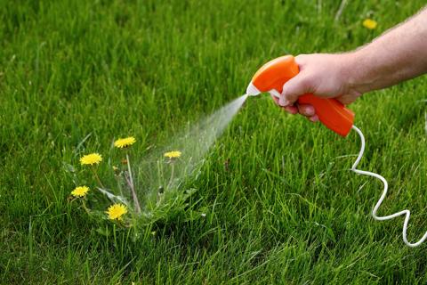 hand spraying weed killer on dandelions in yard