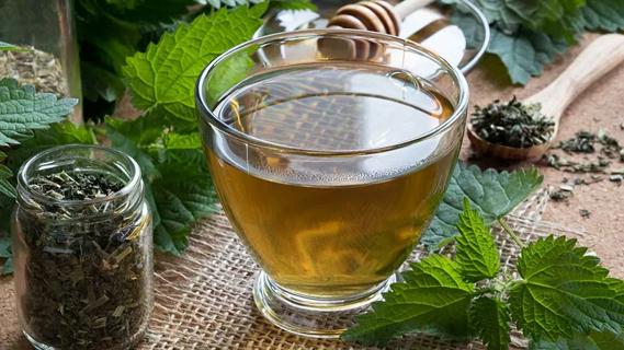 glass of nettle tea with fresh nettle herbs around the cup