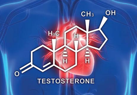 23-HVI-3972959_testosterone-and-the-heart_650x450