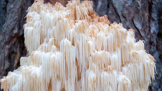 Close up of lion's mane mushroom growing on a tree