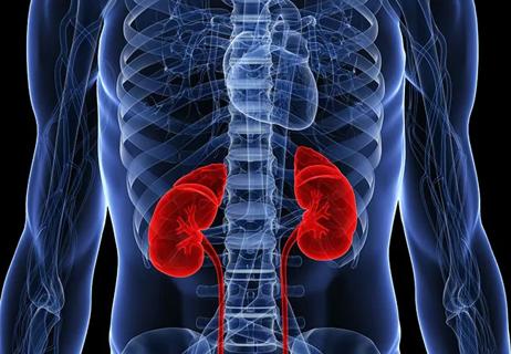 650&#215;450-Kidneys-GettyImages-103458867_New Header_17-URL-676