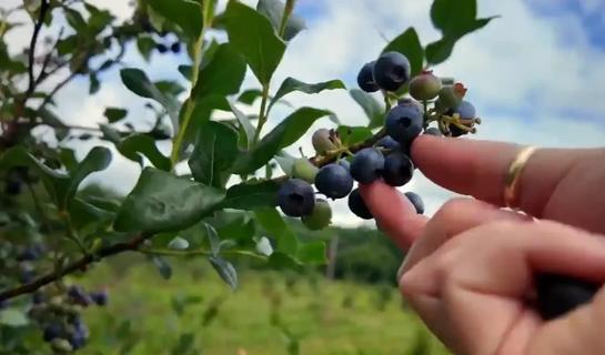 Blueberries