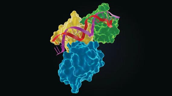 p53 mutation illustration