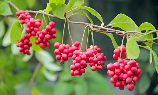 A schisandra plant with berries