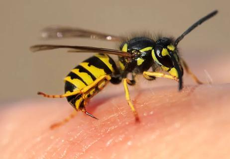wasp on person's skin