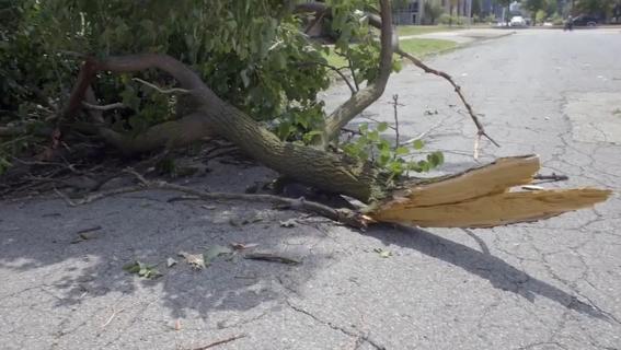 Damaged tree