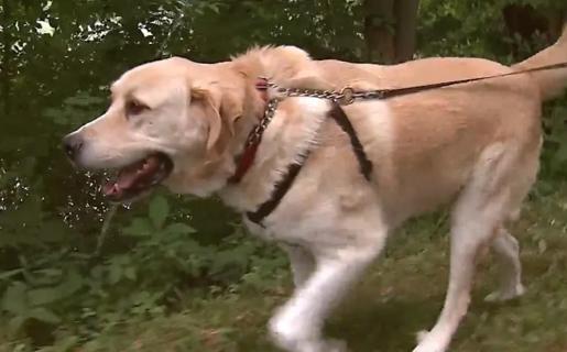 Dog walking