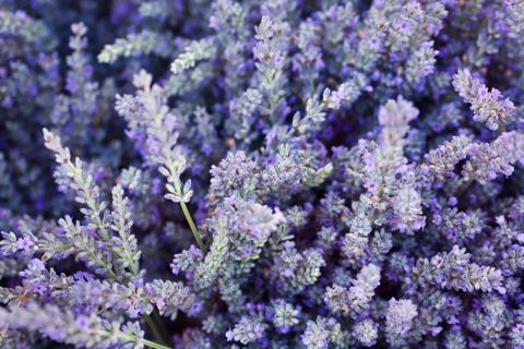 Lavender shrubs