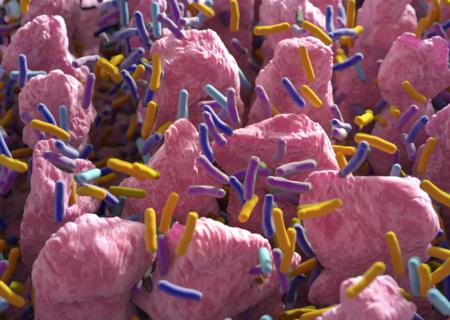 Gut microbiome