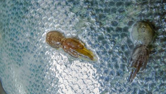 Sea lice on a fish