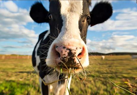 Cow eating grass in pasture