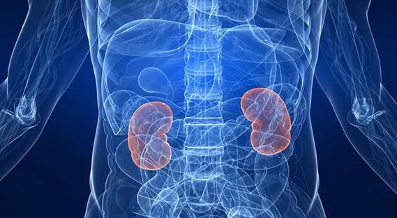 Kidneys