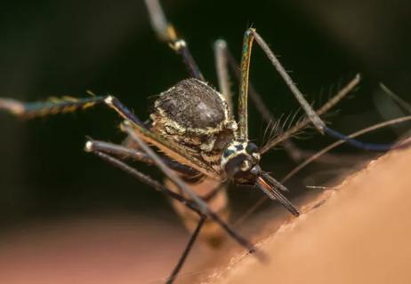 Zika-mosquito-650&#215;450