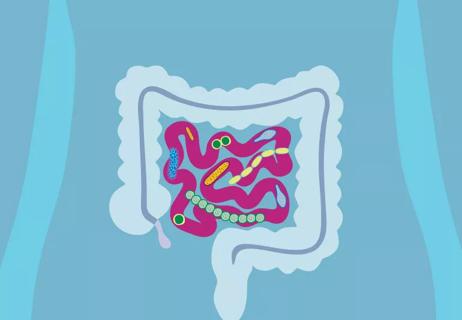 Illustration of microorganisms in small and large intestines