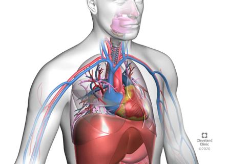 Illustration of lungs, liver and kidneys