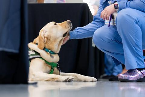 Walker the therapy dog