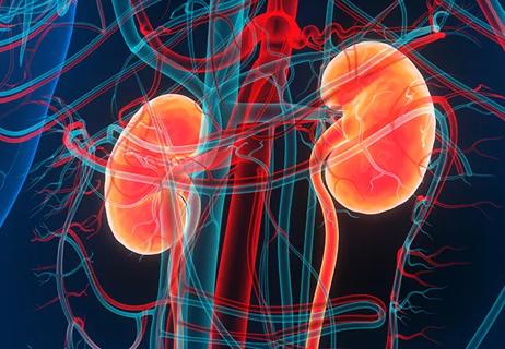 Human Urinary System Kidneys Anatomy