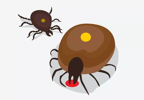An illustration of two brown ticks with yellow dots on their back
