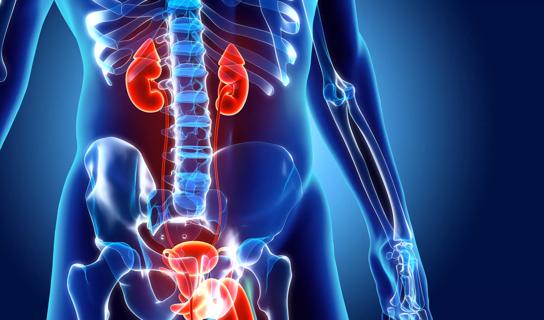 Human Urinary System Kidneys Anatomy