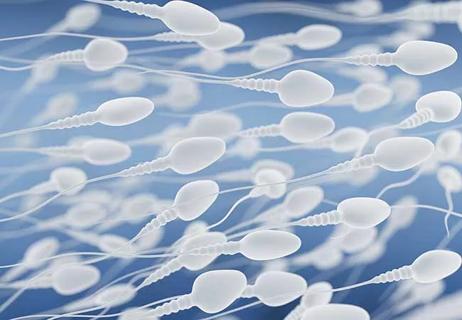 650&#215;450-Sperm-Analysis