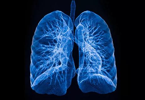 Lungs