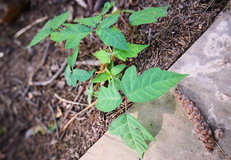 poison ivy plant growing next to sidewalk