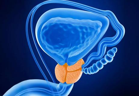 Prostate organ by the bladder