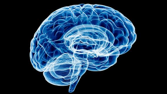 Illustration of brain.