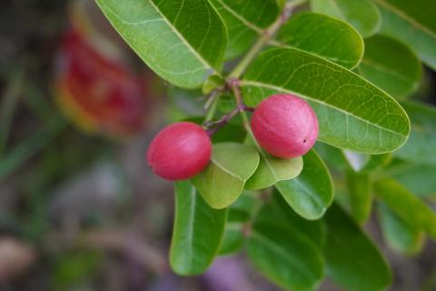 Miracle berry plant