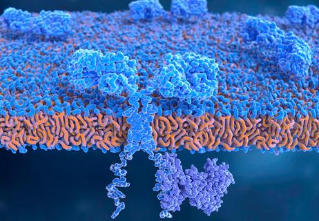 Chimeric antigen receptor on T-cell, illustration