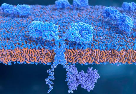 Chimeric antigen receptor on T-cell, illustration