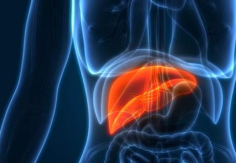 Liver