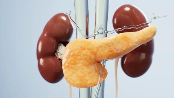 3-D medical illustration of kidneys and pancreas