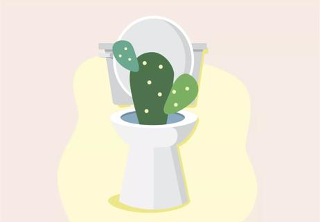 A cactus growing out of a toilet