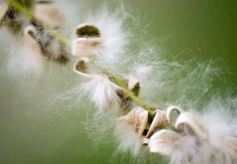 seed pods exploding in spring