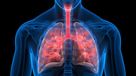 Illustration of the lungs