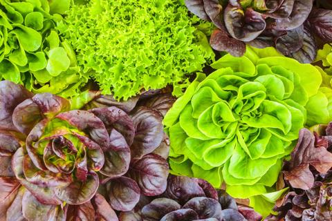 Overhead closeup of various types of lettuce