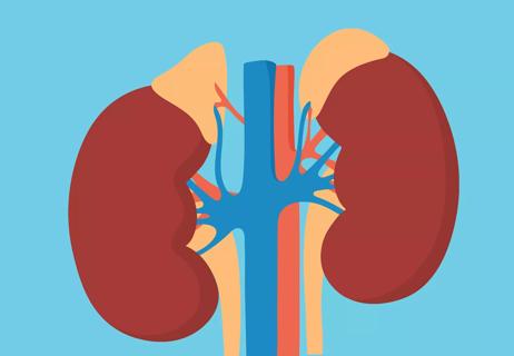 A close up illustration of the adrenal glands