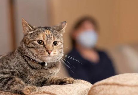 Cat with person in background wearing a medical mask