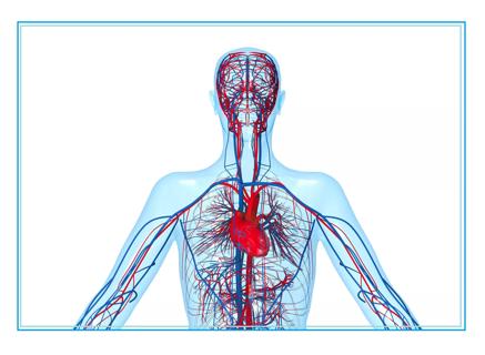 Circulatory System, Heart and Blood Vessels