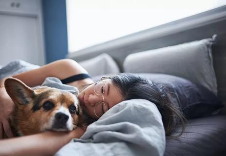 Person lies in bed holding onto an elderly corgi and looking forlorn