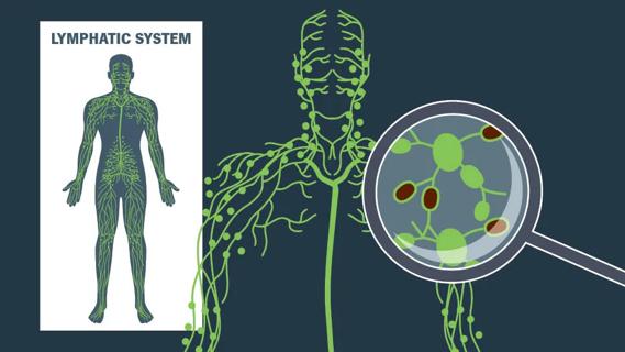 Lymphatic system, with magnifying glass over red-colored lymph nodes