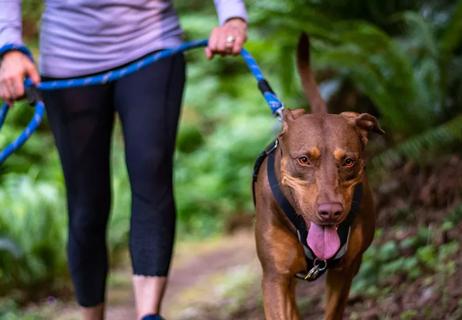 Owner hiking with dog on a pathway in the woods.