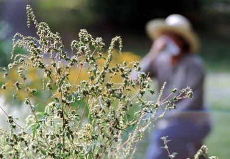 ragweed allergies woman sneezing