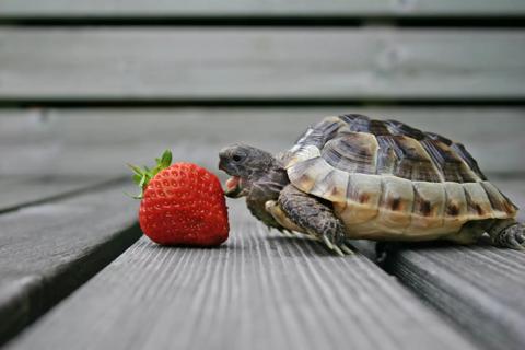 Are You a Fast Eater? Slow Down to Eat (and Weigh) Less