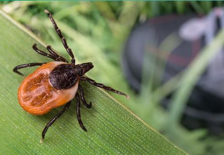 Protect against ticks and diseases they carry