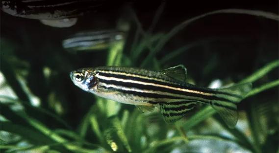 cole eye zebra fish study