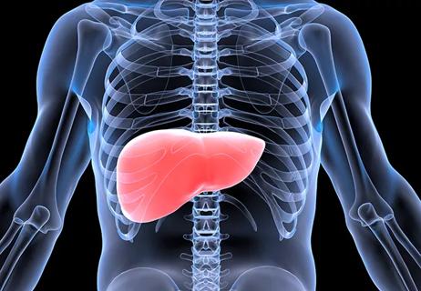 Liver Transplant Image