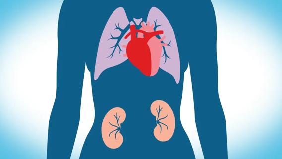 Human heart, lungs and kidneys