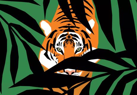tiger lurking in the jungle